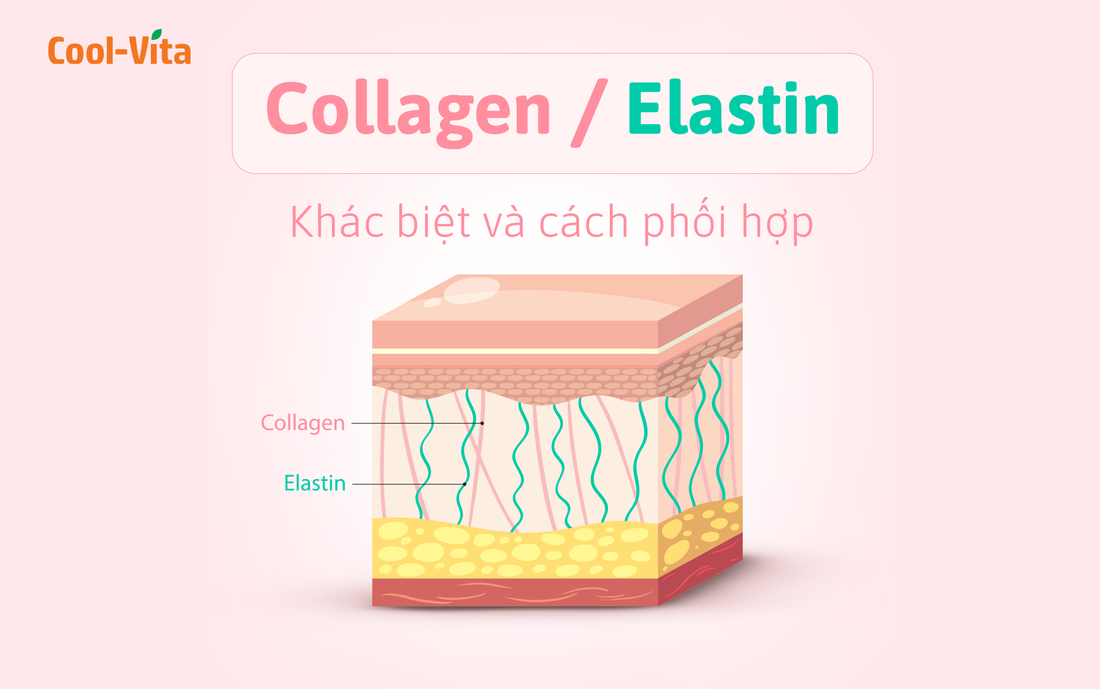 Collagen và Elastin: Khác Biệt và Cách Phối Hợp