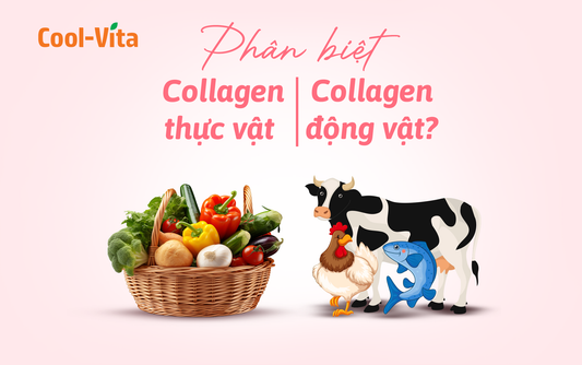 Phân Biệt Collagen Thực Vật và Collagen Động Vật